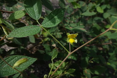 Rhynchosia rufescens